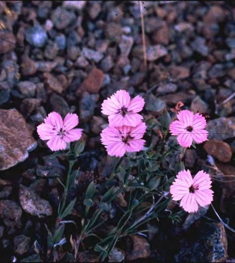 Onosma elegantissima Εικόνα 199. Anthemis scopulorum 13.