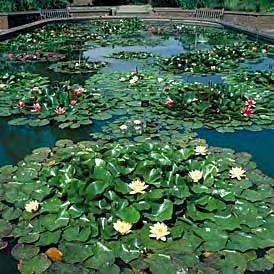 Εικόνα 9. Aquatic Garden (Υδρόβιων φυτών). Εικόνα 10. Κήπος εμπορικών φυτών.