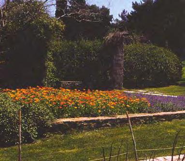 Εικόνα 67. Ανθώνας (στο βάθος Phoenix canariensis). Εικόνα 68. Ανθώνας. Εικόνα 69. Ανθώνας. Διαφορετικά μονοετή φυτά στολίζουν τον ανθώνα τον χειμώνα και την άνοιξη (πανσέδες, μπέλλες, βιολέτες, καλέντουλες κ.