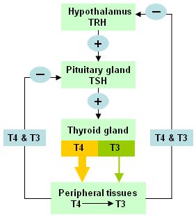 υπόφυση. Η ορμόνη TSH διεγείρει την έκκριση των ορμονών Τ 3 και Τ 4 από τον θυρεοειδή αδένα.