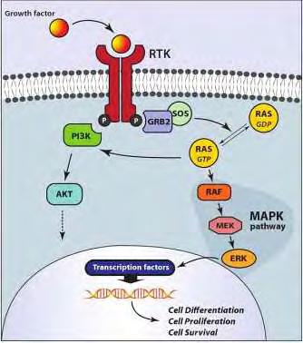 πλασματική μεμβράνη. Έπειτα, η Ras.GTP στρατολογεί στη μεμβράνη την πρώτη κινάση του μονοπατιού ΜΑΡΚ, την κινάση Ser/Thr Raf, (Nikiforov et al., 2012).