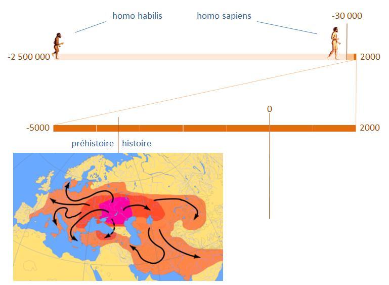 2.1 De l indo-européen au latin vulgaire