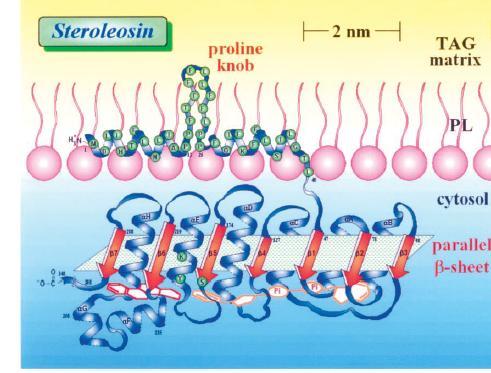 δέσμευσης του NADPH, το ενεργό κέντρο και το σημείο πρόσδεσης των στερολών (Lin et al., ). Σχήμα 1.7. Πιθανή δομή του μορίου της στερελαιοσίνης στην επιφάνεια των ελαιοσωμάτων (Lin et al.,).