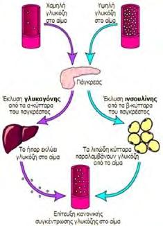 Ινσουλίνη και γλυκαγόνη Η ινσουλίνη και η γλυκαγόνη είναι πολυπεπτιδικές ορμόνες οι οποίες εκκρίνονται απ' ευθείας στην κυκλοφορία του αίματος από το πάγκρεας (ενδοκρινείς ορμόνες).