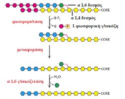 μια άλλη. Αυτή η μεταφορά αφήνει εκτεθειμένο ένα κατάλοιπο γλυκόζης που συνδέεται με γλυκοζιτικό δεσμό α-1,6.