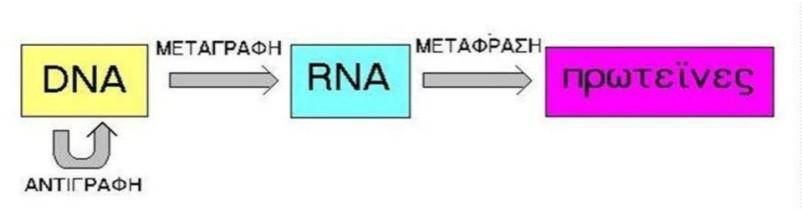 4. Μεταξύ της αδενίνης και της θυμίνης σχηματίζονται δύο δεσμοί υδρογόνου, ενώ μεταξύ της γουανίνης και της κυτοσίνης τρεις δεσμοί υδρογόνου.