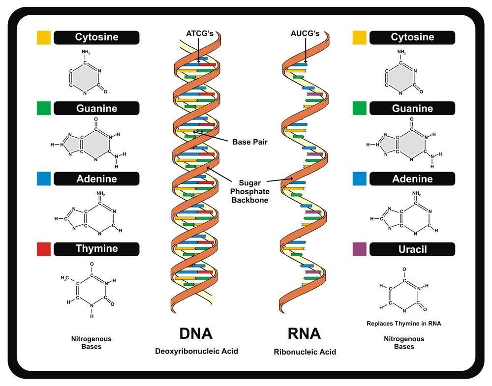 Εικόνα 3. Η δομή του DNA και του RNA.Το DNA είναι μία διπλή έλικα, ενώ το RNA είναι μία έλικα.