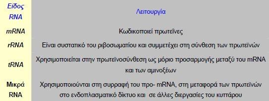 Τα περισσότερα γονίδια που βρίσκονται στο DNA ενός κυττάρου καθορίζουν την αλληλουχία των αμινοξέων των διάφορων πρωτεϊνών.
