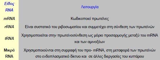 Τα περισσότερα γονίδια που βρίσκονται στο DNA ενός κυττάρου καθορίζουν την αλληλουχία των αμινοξέων των διάφορων πρωτεϊνών.