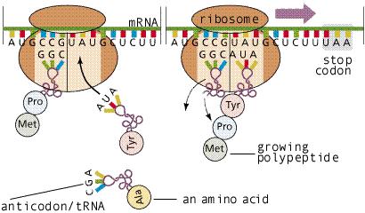 Εικόνα 5 Μετάφραση. Η μετάφραση ξεκινά με τα κωδικόνια. Το κωδικόνιο είναι μία ακολουθία τριών νουκλεοτιδίων του mrna.