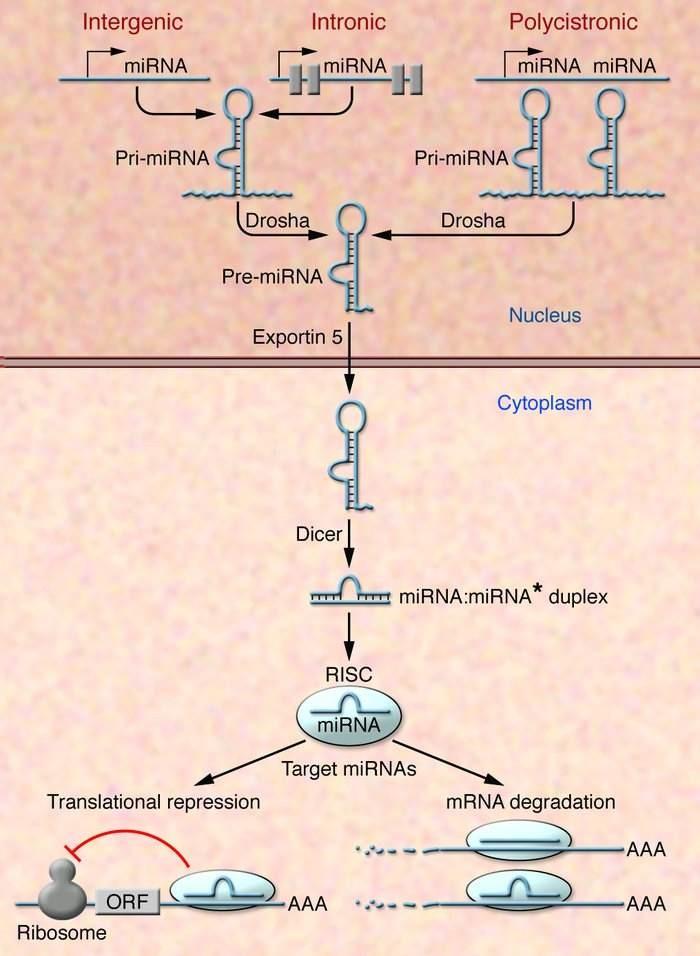 στόχου. Βασικά συστατικά του συμπλέγματος RISC είναι η οικογένεια πρωτεϊνών Argonaute (AGO)[40-43]. Εικόνα 8. Βιογένεση και λειτουργία του mirna.