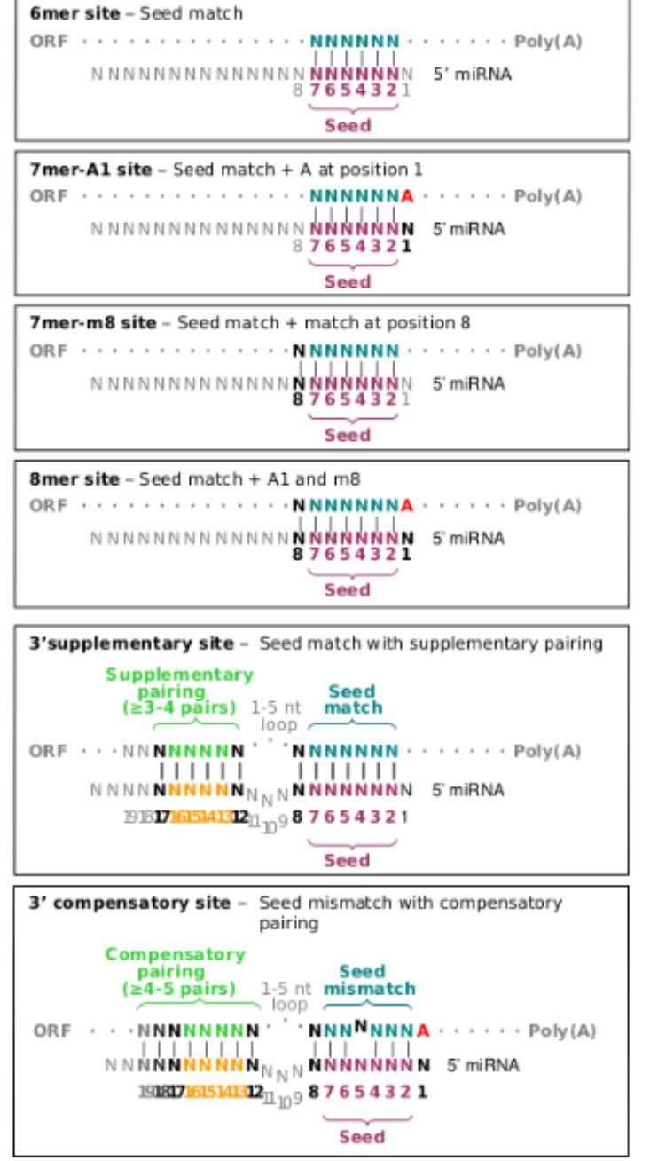 Είναι επίσης σημαντικό να αναφερθεί ότι η αντιστοίχηση στο 3ο άκρο του mirna παίζει σημαντικό ρόλο στην αναγνώριση στόχων και επικεντρώνεται στα νουκλεοτίδια 13-16 του mirna και έχει μήκος 3-4
