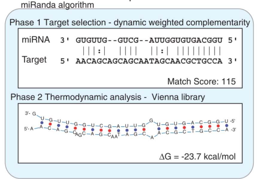 Η δεύτερη φάση του αλγορίθμου χρησιμοποιεί τις ευθυγραμμίσεις με υψηλό σκορ οι οποίες εντοπίστηκαν από την 1η φάση και εκτιμά την θερμοδυναμική σταθερότητα των RNA διπόλων.
