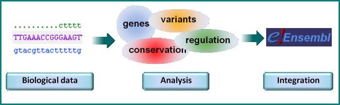 για τα γονίδια, ENST για τα προϊόντα μεταγραφής και ENSP για τις πρωτεΐνες. Αυτά τα προθέματα αναφέρονται στα γονίδια του ανθρώπου.