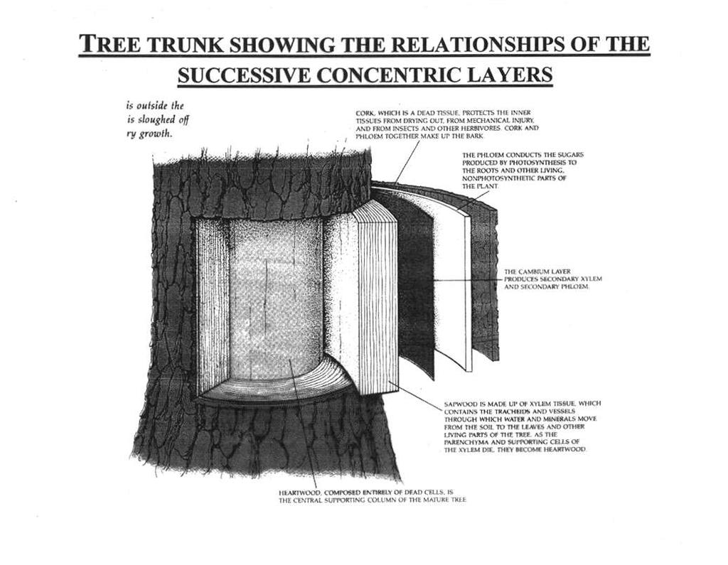 Τα διάφορα στρώματα ενός κορμού δένδρου