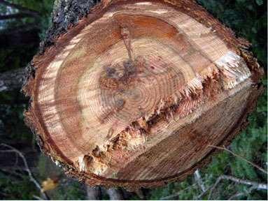 5. Χρωματικές ανωμαλίες: προστατευτικό ξύλο Σχηματίζεται γύρω