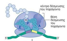 Προσδενόμενος ο EF-G-GTP, έρχεται σε επαφή με το ενεργό κέντρο δέσμευσης του παράγοντα και έτσι διεγείρεται η υδρόλυση