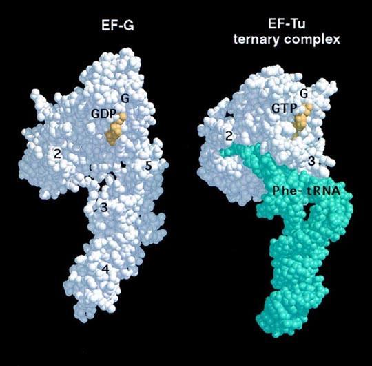 Δομική σύγκριση trna και του παράγοντα επιμήκυνσης EF-G Κρυσταλλικές μελέτες αποκάλυψαν ότι η δομή του EF-G μιμείται εκείνη ενός trna δεσμευμένου στον παράγοντα EF-Tu.