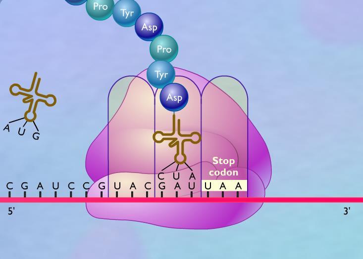 ΤΕΡΜΑΤΙΣΜΟΣ ΤΗΣ ΜΕΤΑΦΡΑΣΗΣ Οι διαδοχικοί κύκλοι επιμήκυνσης της πολυπεπτιδικής αλυσίδας συνεχίζονται μέχρις ότου ένα από τα τρία κωδικόνια λήξης εισέλθει στη θέση Α του ριβοσώματος.