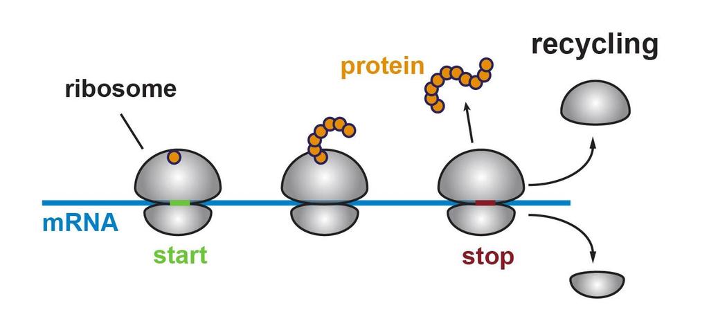 Ανακύκλωση των ριβοσωμάτων (ribosome recycling) Μετά την απομάκρυνση της πολυπεπτιδικής αλυσίδας και των παραγόντων απελευθέρωσης, το ριβόσωμα είναι