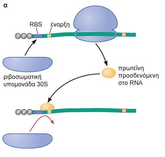 Στα βακτηριακά κύτταρα η ρύθμιση της μετάφρασης πραγματοποιείται γενικά μέσω της παρεμπόδισης της πρόσδεσης της μικρής υπομονάδας στην RBS.