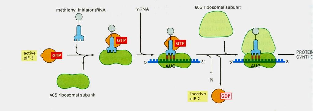 Γενική ρύθμιση της πρωτεϊνοσύνθεσης στους ευκαρυωτικούς μέσω του eif-2. Προκειμένου να αρχίσει ένας νέος κύκλος πρωτεϊνοσύνθεσης, το GDP πρέπει να αντικατασταθεί από το GTP.