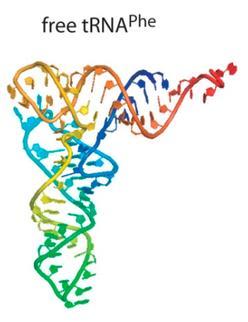 Τριτοταγής δομή των trna Η τριτοταγής δομή των trna είναι πρακτικά η μορφή του μορίου στο χώρο (στερεοδομή ή στερεοδιάταξη).