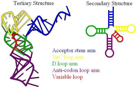 Τριτοταγής δομή των trna Το γεγονός ότι οι θέσεις των βραχιόνων D και TψC βρίσκονται κοντά στην γωνία, υποχρεώνει τον βραχίονα δέκτη και την θηλιά του αντικωδικονίου στη μέγιστη δυνατή απομάκρυνση (~