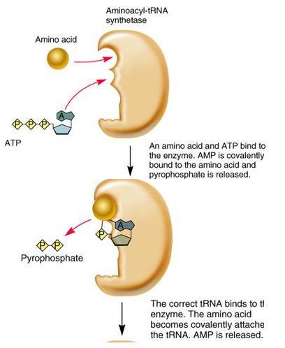 Όλες οι αμινοάκυλο-trna συνθετάσες φορτίζουν τα trna με μια διαδικασία δύο βημάτων. To πρώτο βήμα είναι η αδενυλυλίωση (adenylylation).