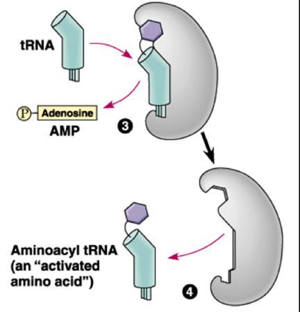 To δεύτερο βήμα είναι η μεταφορά του αδενυλυλιωμένου αμινοξέος στο trna.