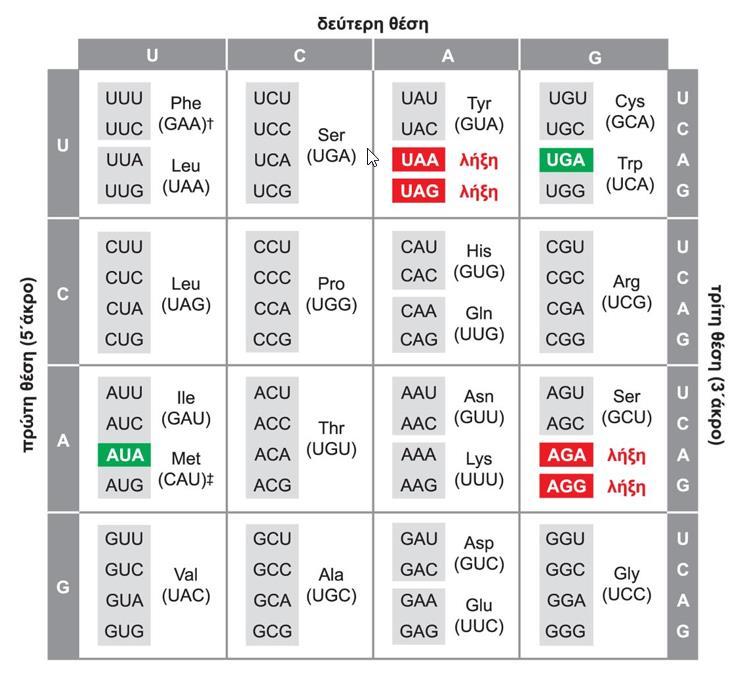 Διαφορές μεταξύ του μιτοχονδριακού και του «τυπικού» γενετικού κώδικα. Η τριπλέτα UGA δεν είναι κωδικόνιο λήξης αλλά κωδικοποιεί την Trp.