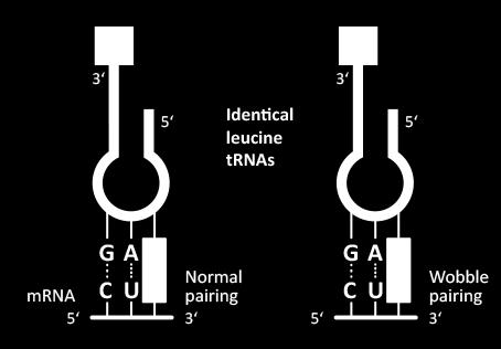 Φαινόμενο της αστάθειας Θεωρητικά θα περίμενε κανείς να υπάρχουν τόσα είδη διαφορετικών μορίων trna όσα και τα διαφορικά κωδικόνια.
