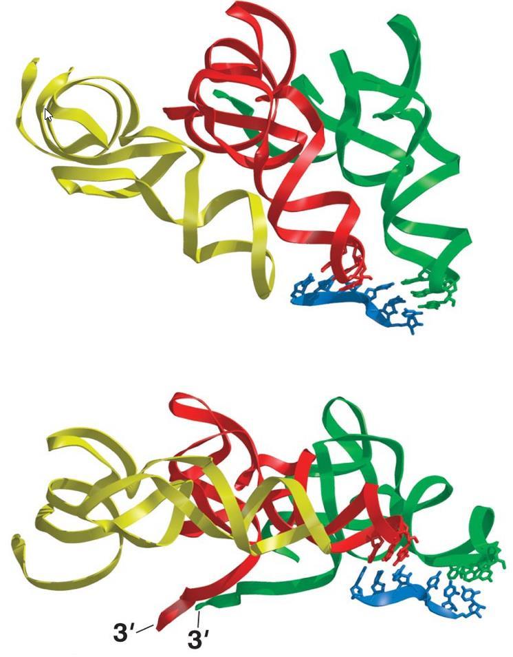 Η αλληλεπίδραση μεταξύ των trna των θέσεων Α και Ρ και του mrna εντός του ριβοσώματος. Δύο όψεις της δομής του mrna και των trna όπως απαντώνται στο ριβόσωμα.