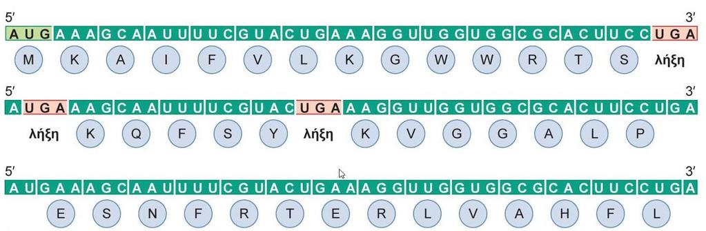 Κωδικόνιο έναρξης Καθορίζει το πρώτο αμινοξύ που πρόκειται να ενσωματωθεί στην νεοσυντιθέμενη πολυπεπτιδική αλυσίδα. Ορίζει το πλαίσιο ανάγνωσης για όλα τα επόμενα κωδικόνια.