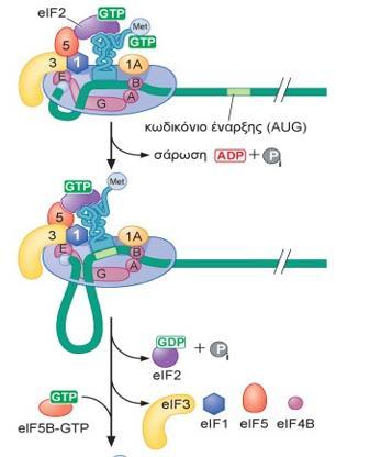 Σχηματισμός του συμπλόκου έναρξης 80S Η μικρή υπομονάδα που βρίσκεται συνδεδεμένη μαζί με τους παράγοντες έναρξης στο 5 άκρο του mrna, μετακινούνται