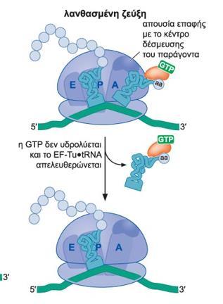 Ακόμα και μια μόνο παραφωνία στη ζεύξη βάσεων κωδικονίου - αντικωδικονίου, αλλάζει τη θέση του EF-Tu, μειώνοντας την ικανότητά