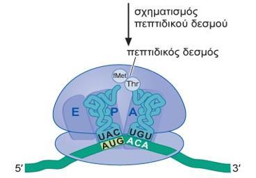 Το σωστό αμινοάκυλο-trna να φορτωθεί στη θέση Α του ριβοσώματος, όπως υπαγορεύεται από το κωδικόνιο της θέσης αυτής. II.