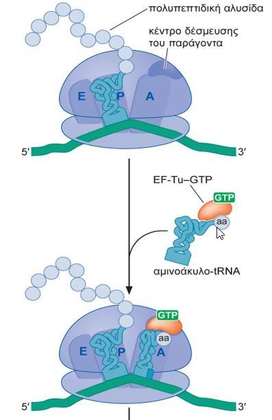 Ο παράγοντας επιμήκυνσης EF-Tu απαιτείται για τη δέσμευση του αμινοάκυλο-trna στη θέση Α του ριβοσώματος. Τα αμινοάκυλο-rna δεν δεσμεύονται στο ριβόσωμα μόνα τους.