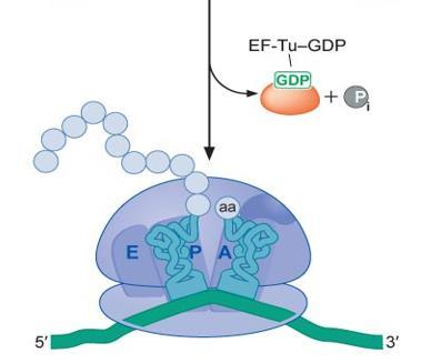 Η δέσμευση του EF-Tu στο αμινοάκυλο-trna δεν του επιτρέπει να συμμετέχει στο σχηματισμό του πεπτιδικού δεσμού. Για το λόγο αυτό ο παράγοντας επιμήκυνσης πρέπει να απομακρυνθεί.