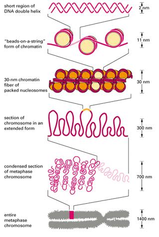 Διπλή έλικα του DNA (4/4) Πηγές εικόνων: http: //library.thinkquest.