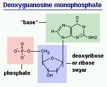 Δομή πρωτεΐνης Δομή νουκλεοτιδίων - DNA Δομή