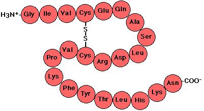 αλυσίδας. Πηγές εικόνων: http:// commons.wikimedia.