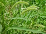 (Echinochloa