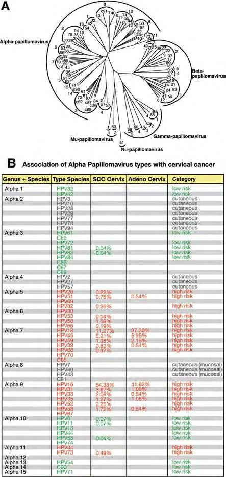 Εικόνα 1: Α) Φυλογενετικό δέντρο 118 papilloma ιών.