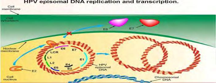 Εικόνα 6. Αντιγραφή και μεταγραφή του HPV. Η αντιγραφή του γενετικού υλικού του HPV γίνεται στον πυρήνα των μολυσμένων κυττάρων.