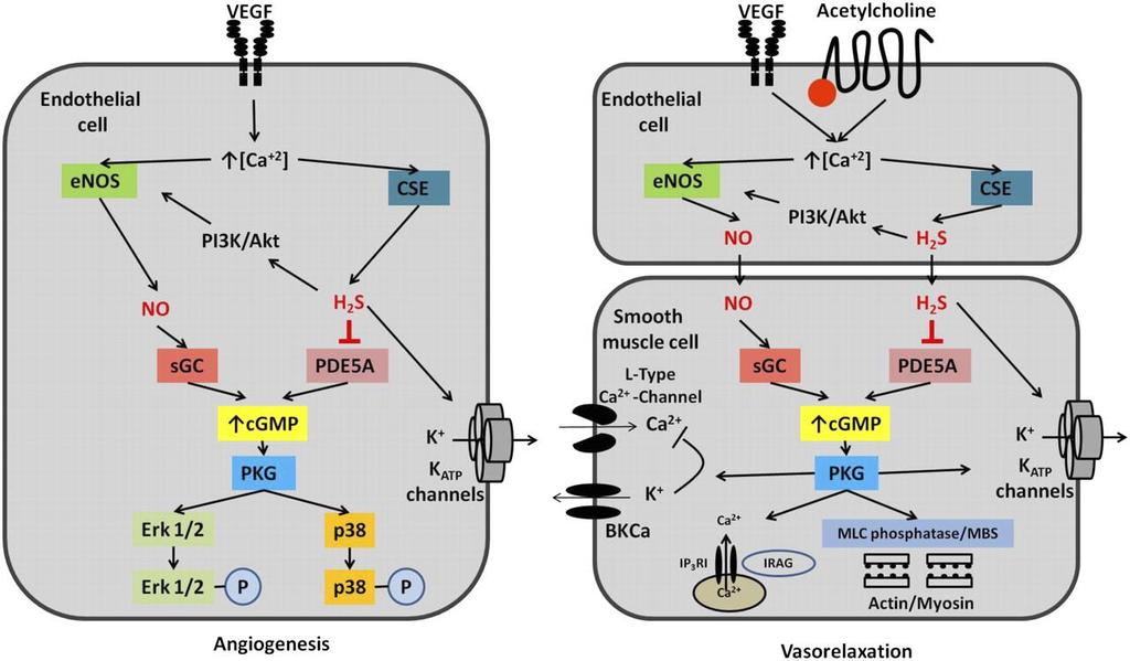 Εικόνα 4: Μηχανισμοί αγγειογένεσης και αγγειοδιαστολής που σχετίζονται με το H2S 98 Συνεχίζοντας στα μονοπάτια όπου εμπλέκεται ο αέριος διαβιβαστής, γίνεται αναφορά στη σηματοδοτική οδό του