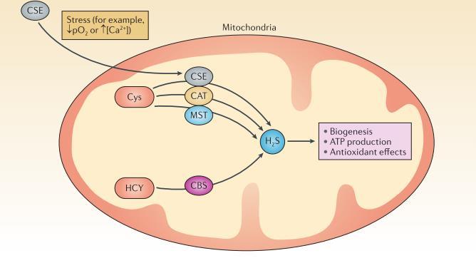 συστήματος, 2) επαγωγή της αγγειογένεσης και 3) ενεργοποίηση αντιαποπτωτικών μονοπατιών εντός των καρκινικών κυττάρων 118.
