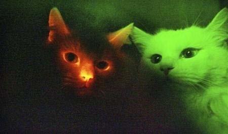 html) Se esposti a raggi ultravioletti, s'illuminano di rosso. Sono i primi gatti 'fluorescenti' creati da scienziati sudcoreani con la clonazione di un gene modificato.