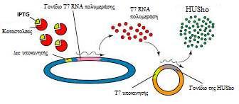 στόχου επάγεται είτε µολύνοντας τον ξενιστή µε έναν CE6 φάγο που περιέχει το γονίδιο της Τ7 RNA πολυµεράσης, υπό τον έλεγχο των pl και pi υποκινητών, ή µεταφέροντας το πλασµίδιο σε έναν εκφράζοντα