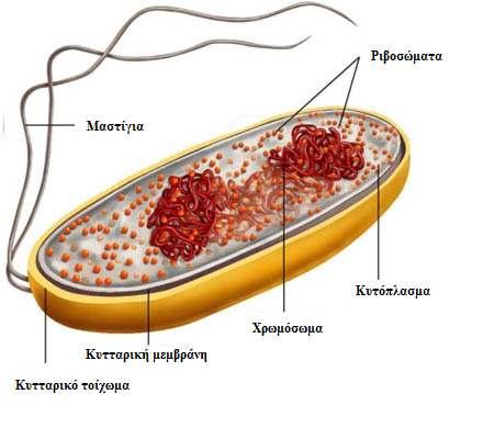 1 Εισαγωγή 1.1. Οι HU-histone-like πρωτεΐνες Το DNA των βακτηριακών κυττάρων δεν είναι διάχυτο στο εσωτερικό τους παρά την έλλειψη οργανωµένου πυρήνα, όπως στους ευκαρυωτικούς οργανισµούς, αλλά